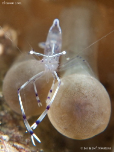 Transparent shrimp. by Stéphane Primatesta 